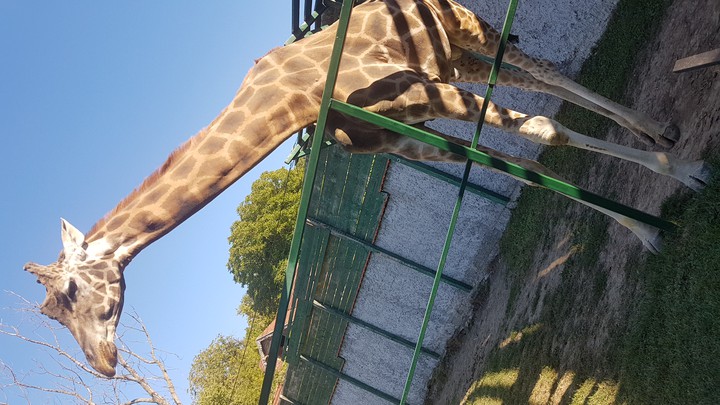 giraffe