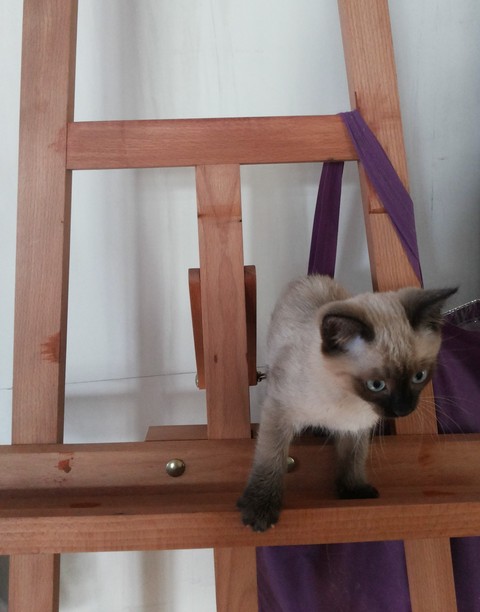 papéis de parede whiskers, tonkinese