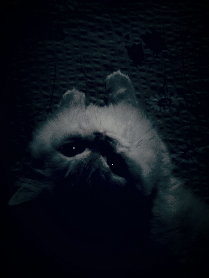 dark cat