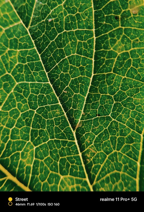 fonds d'écran pattern, plant