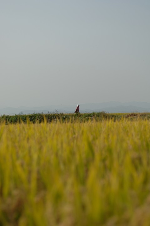 Scenics