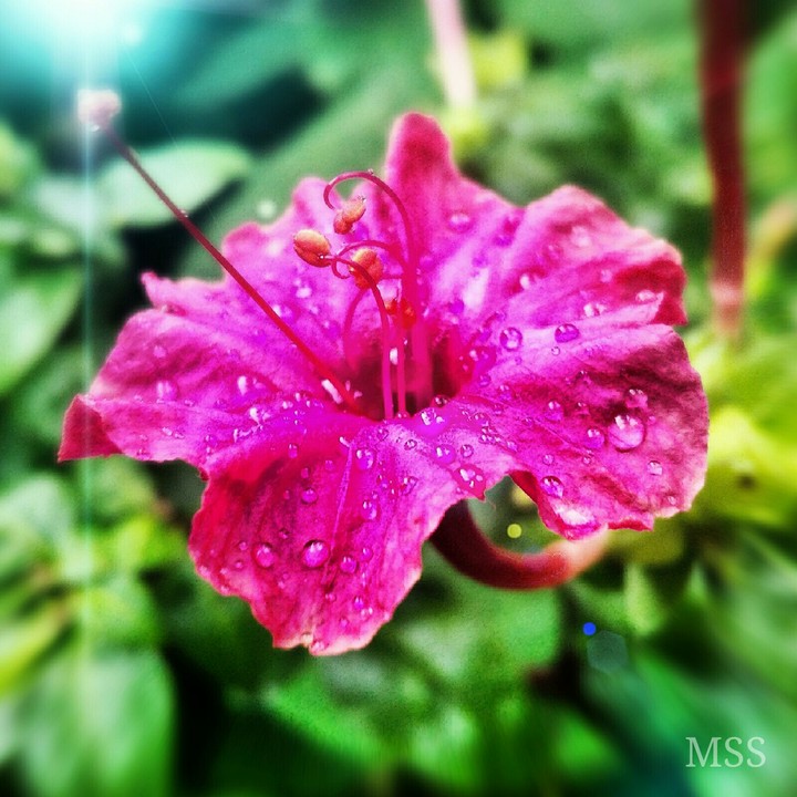 Pretty Pink