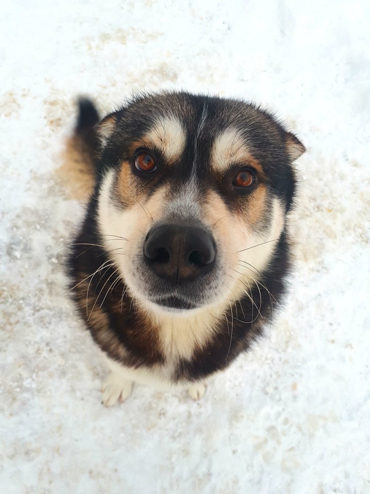 My dog