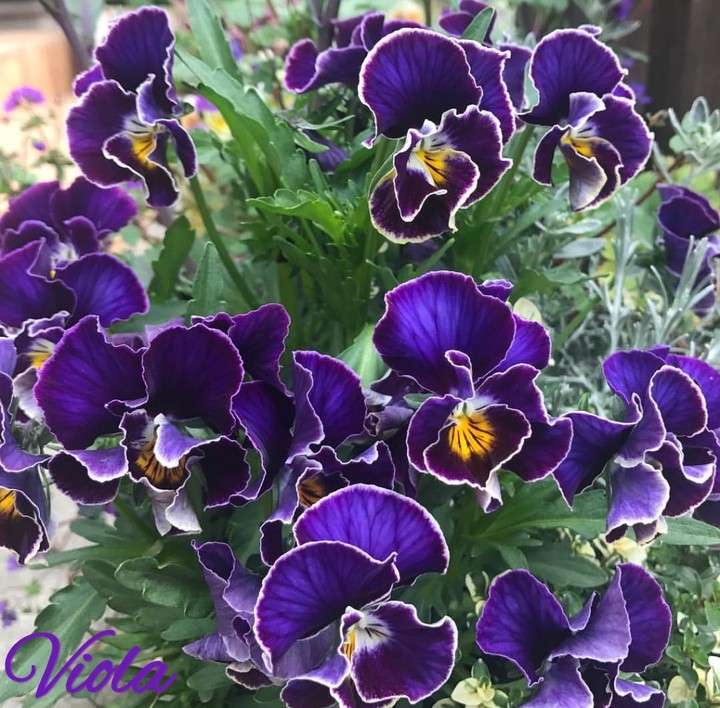 Viola