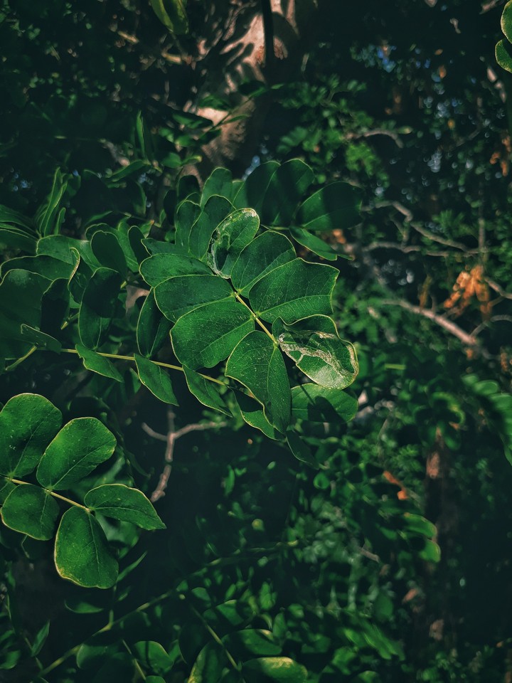 Magical Green
