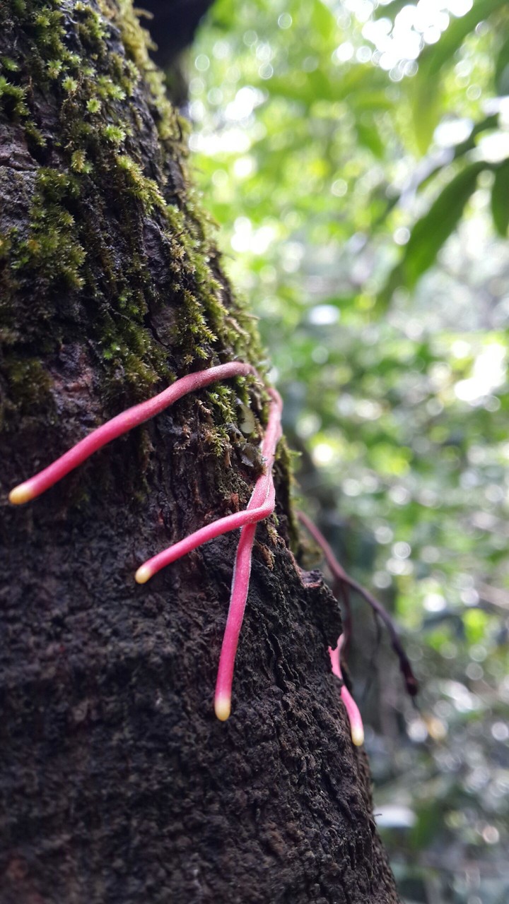 Tree Root