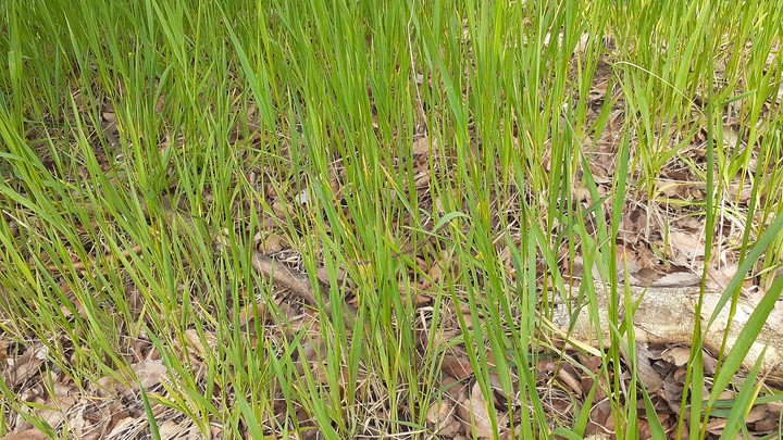 풀   grass