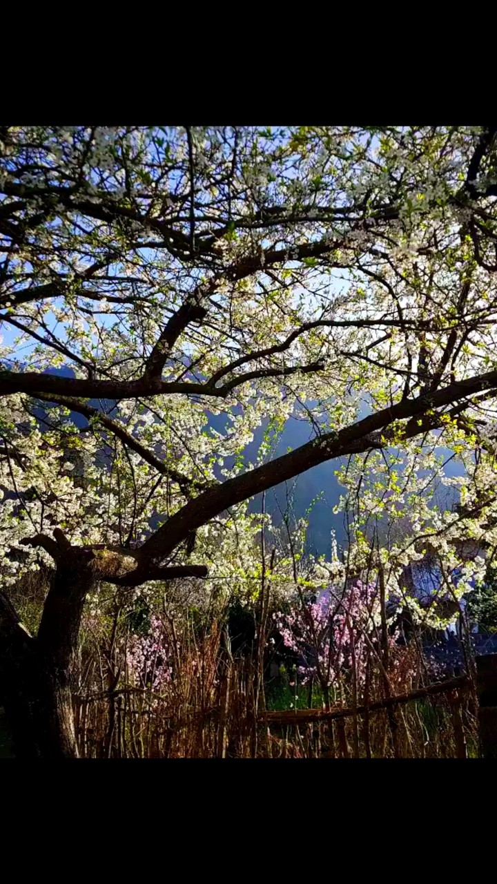 Blossoms of the north