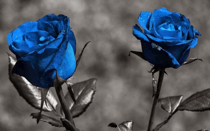 Rosas