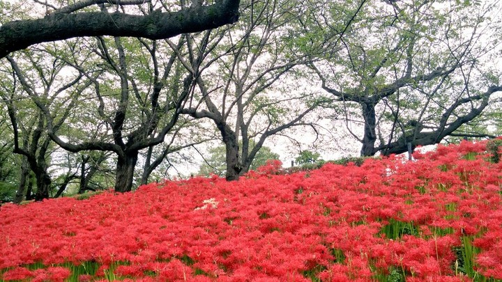 彼岸花