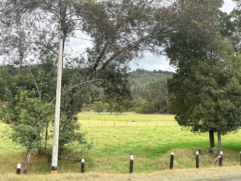 vegetation, plain achtergronden