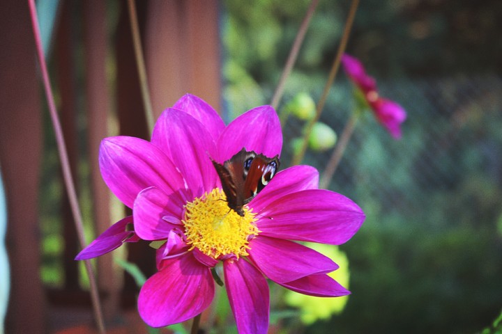 butterfly