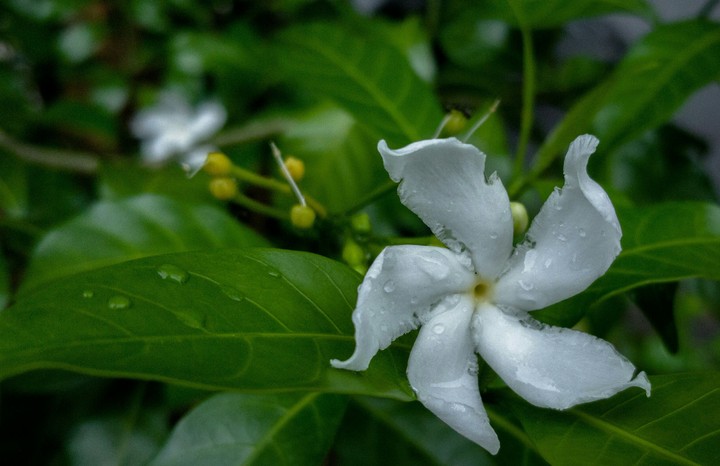 flowers