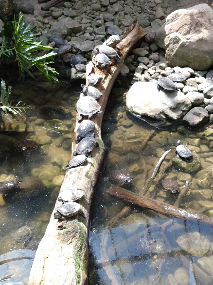 turtles