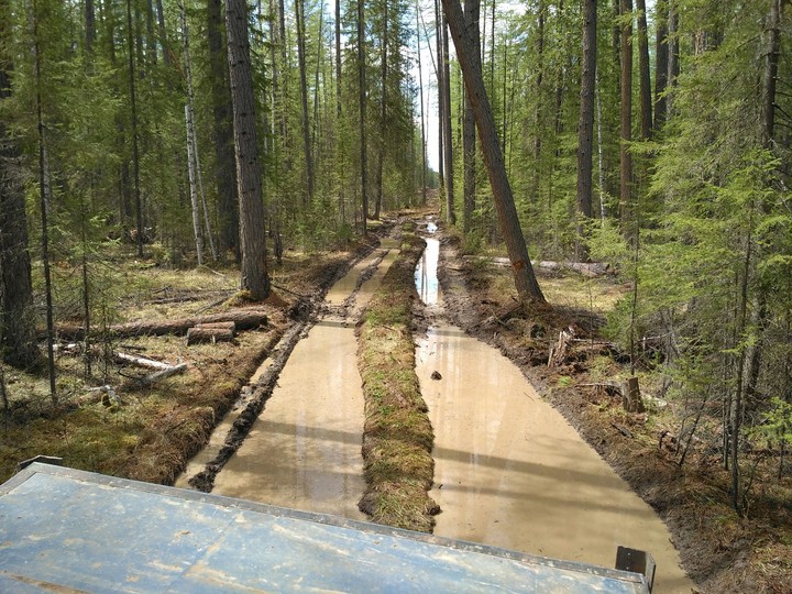Yakut forest