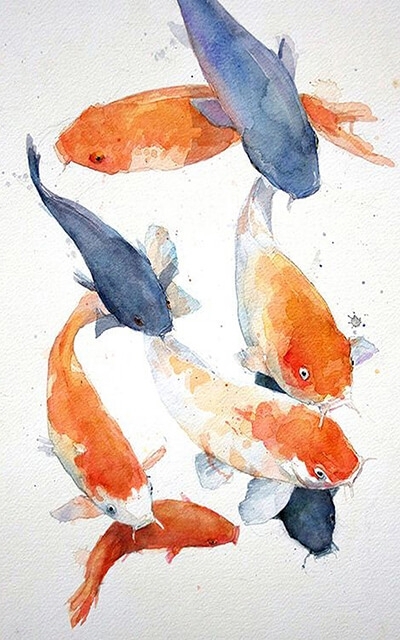 carpe koi