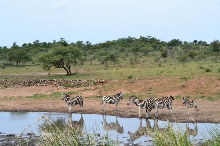 Zebras at the waterhole