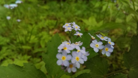 Flowers and a little visitor