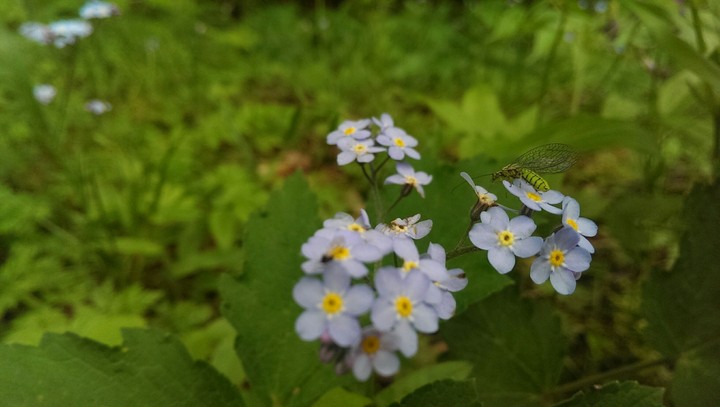 Flowers and a little visitor