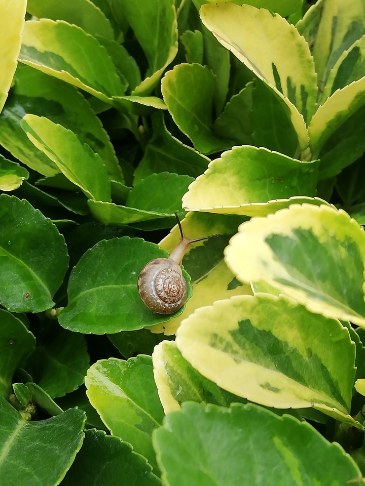 snail