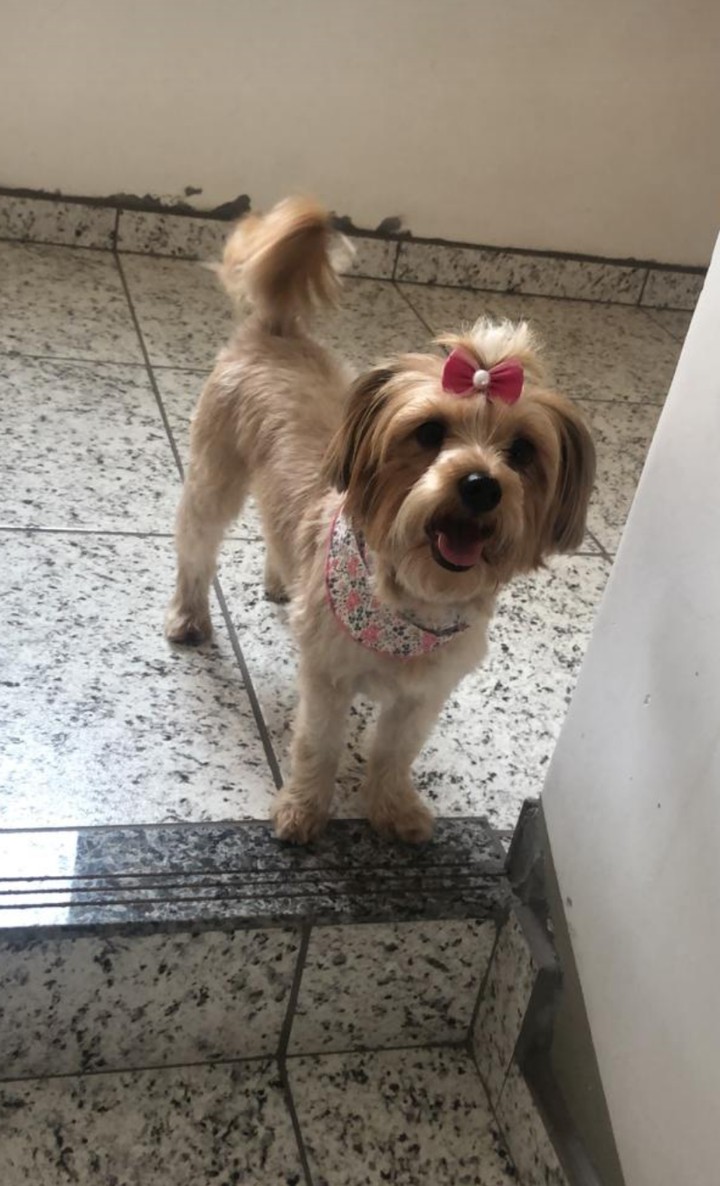 dog, Giselle