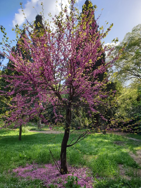 Alberi