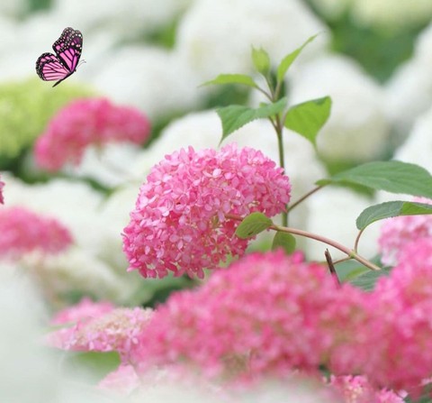 tapety plant, pink