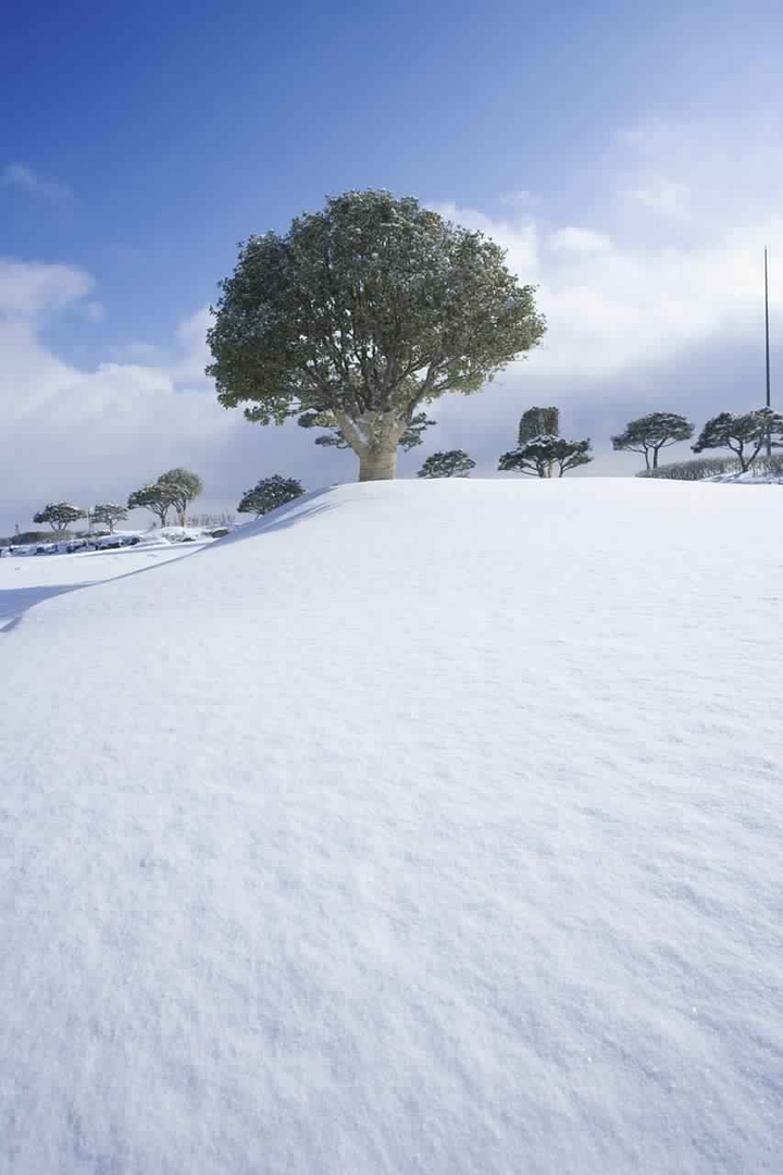 tree inside snow