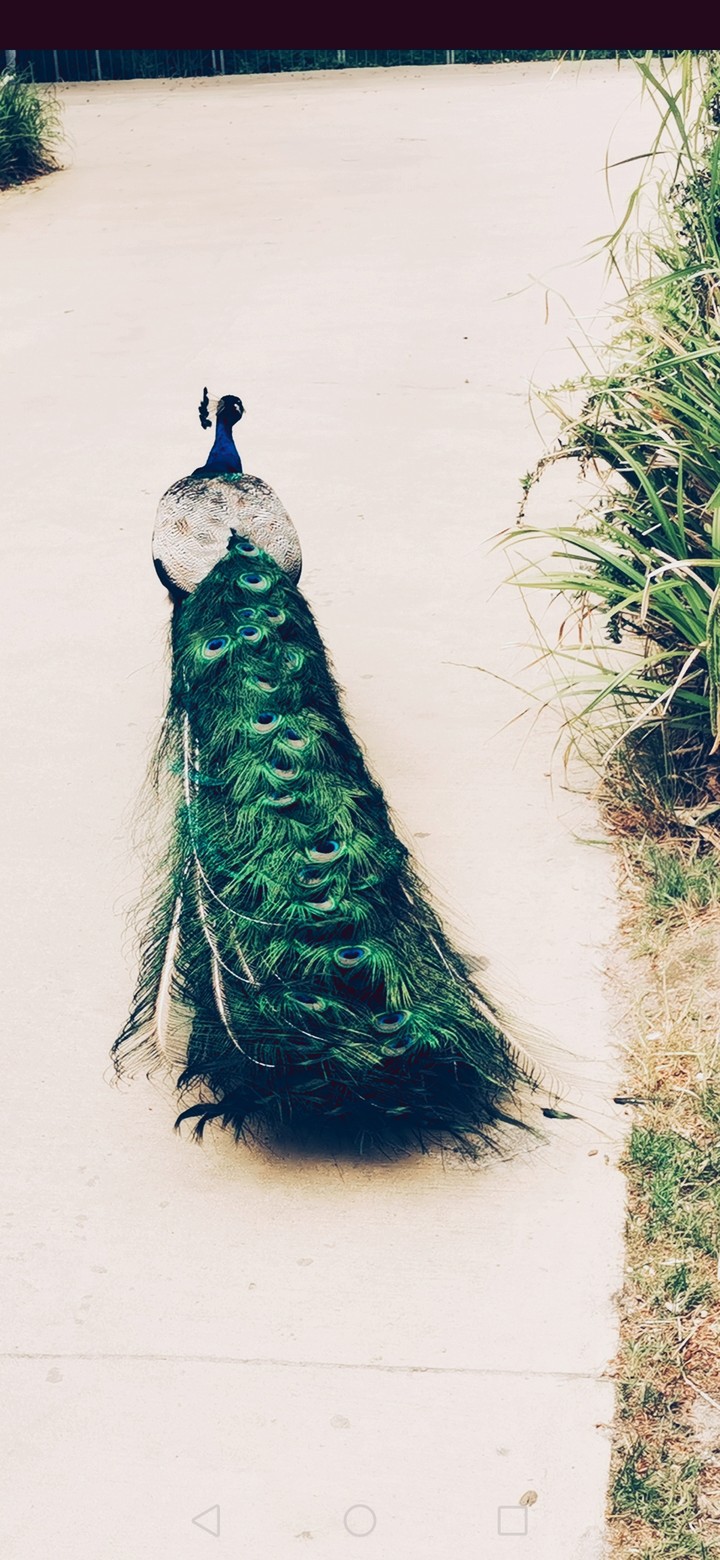 peacock