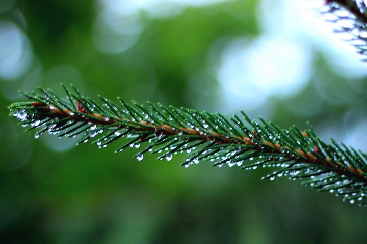 After the rain