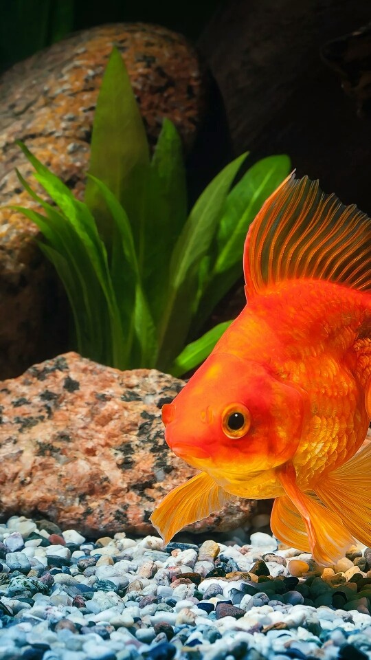 fish