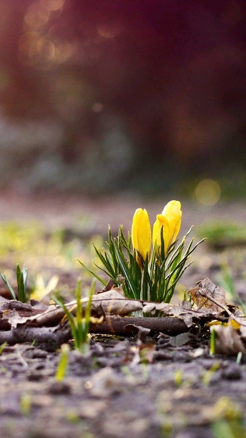 Printemps !