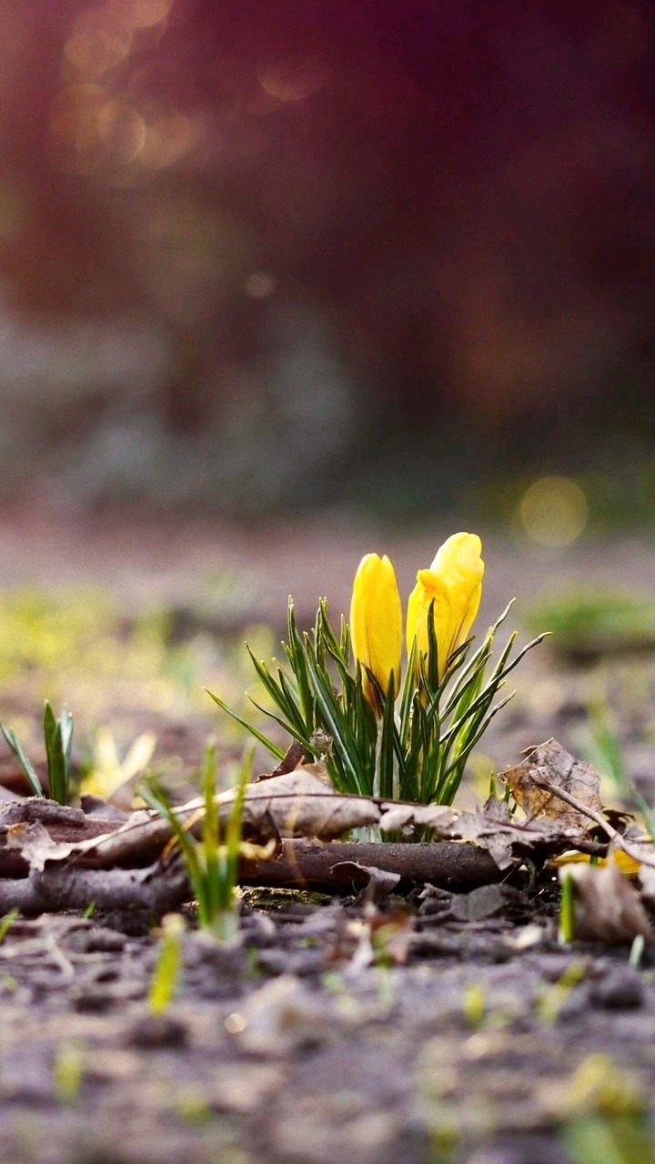 Printemps !