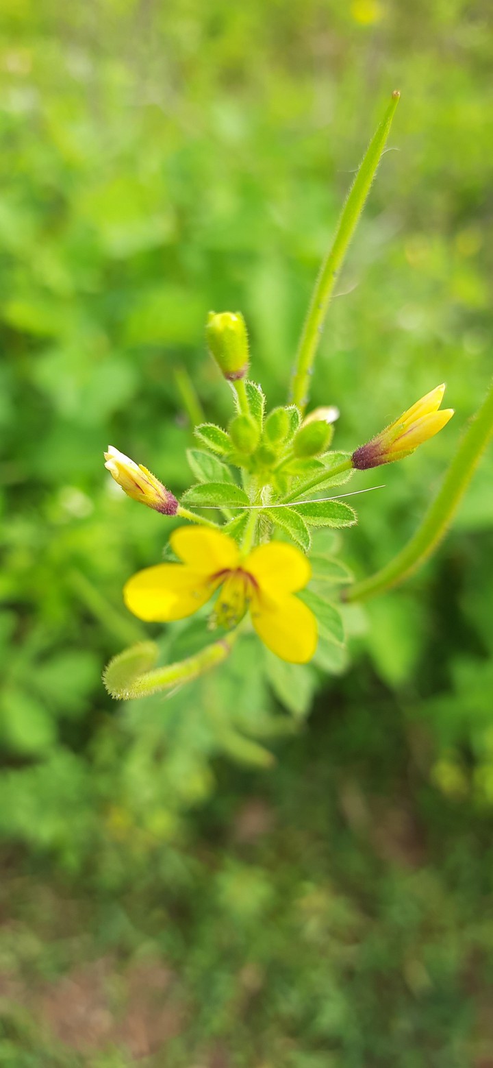 wild flowers