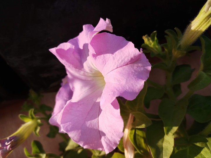 purple flower