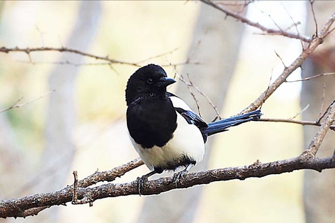 Magpie, feather वॉलपेपर