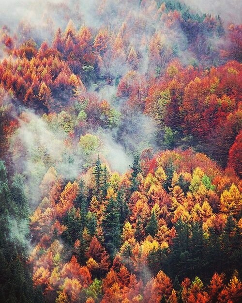 Осенний лес