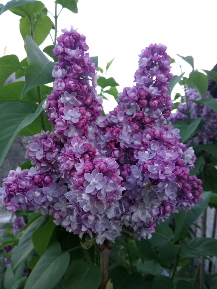 06.06.2018