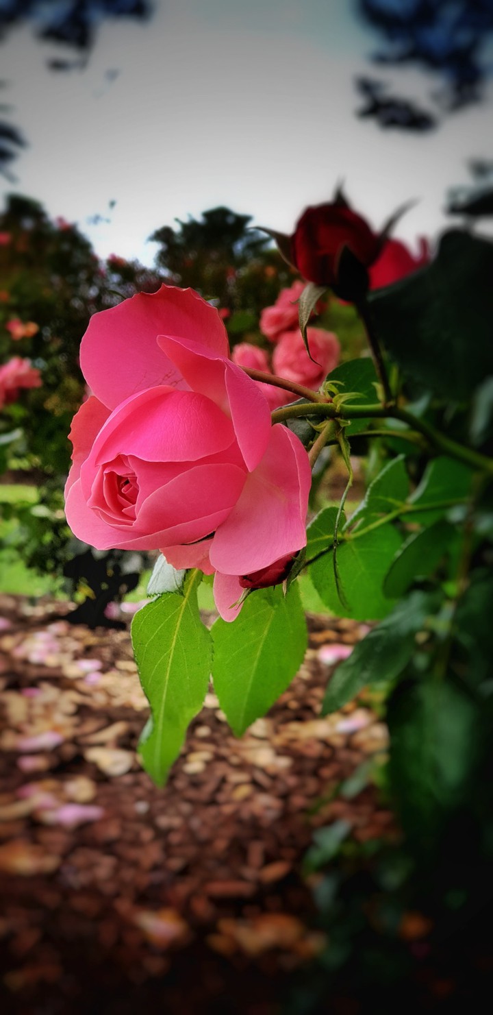 Rose