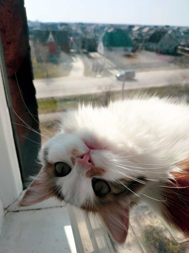 Meow :3