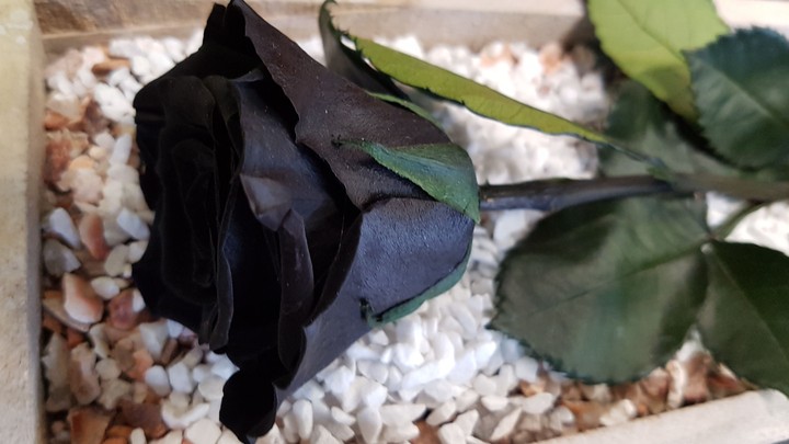 black rose