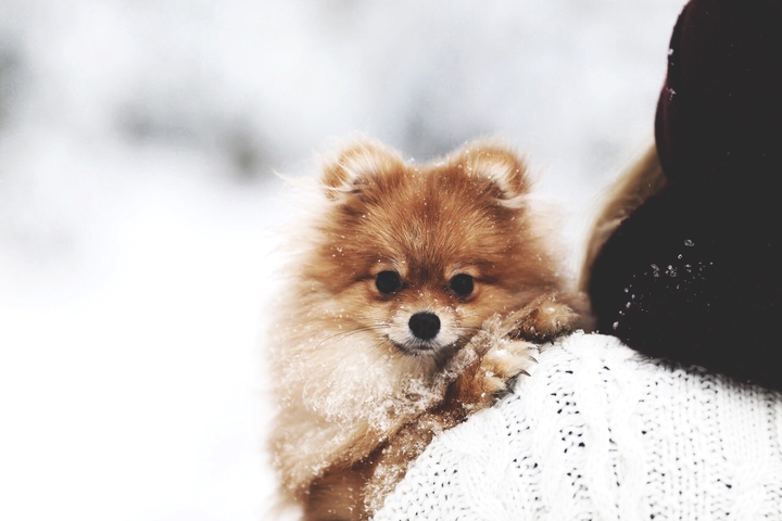 dog