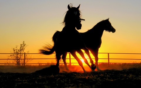 horse, silhouette桌布