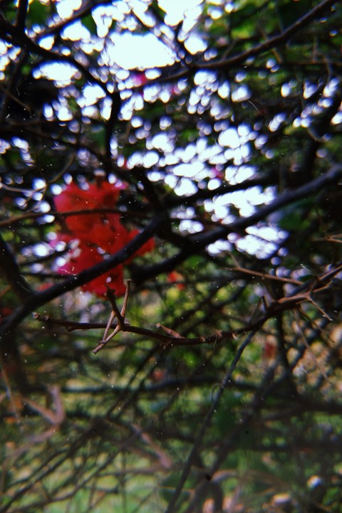 רקעים vegetation, spring
