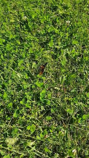butterfly