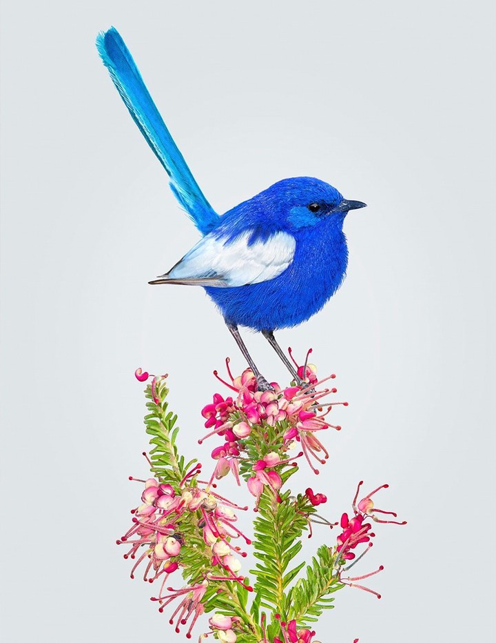 Fairy wren