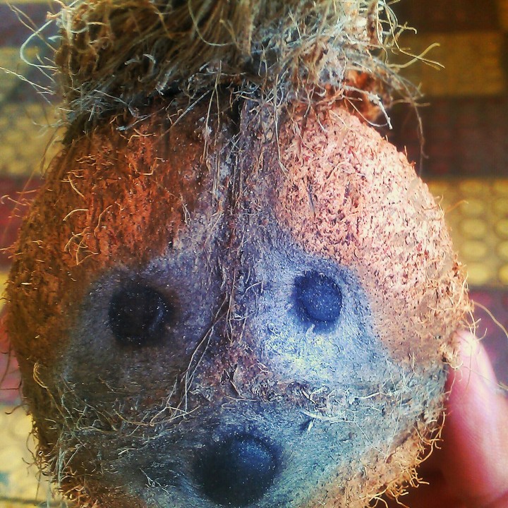 coconut