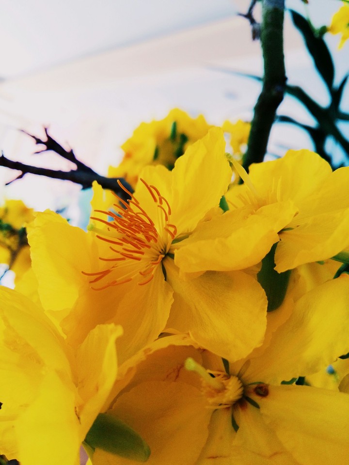 flowers of the spring