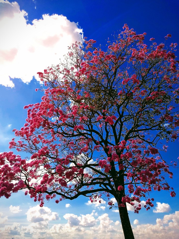 Arbre de mon rêve