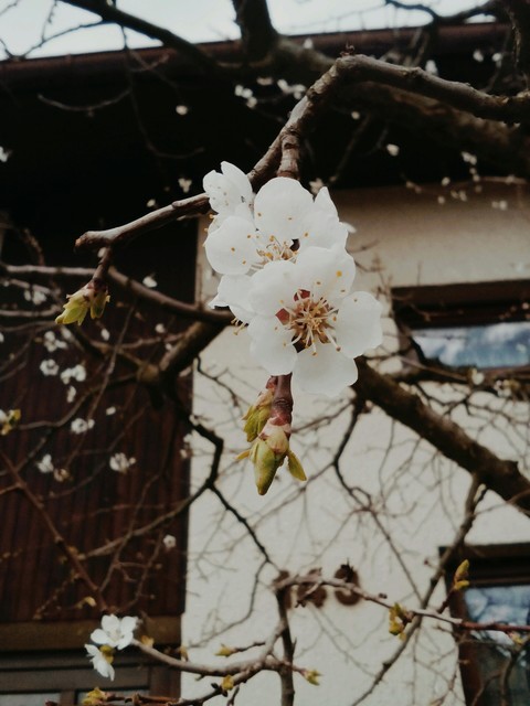 sfondi flower, blossom